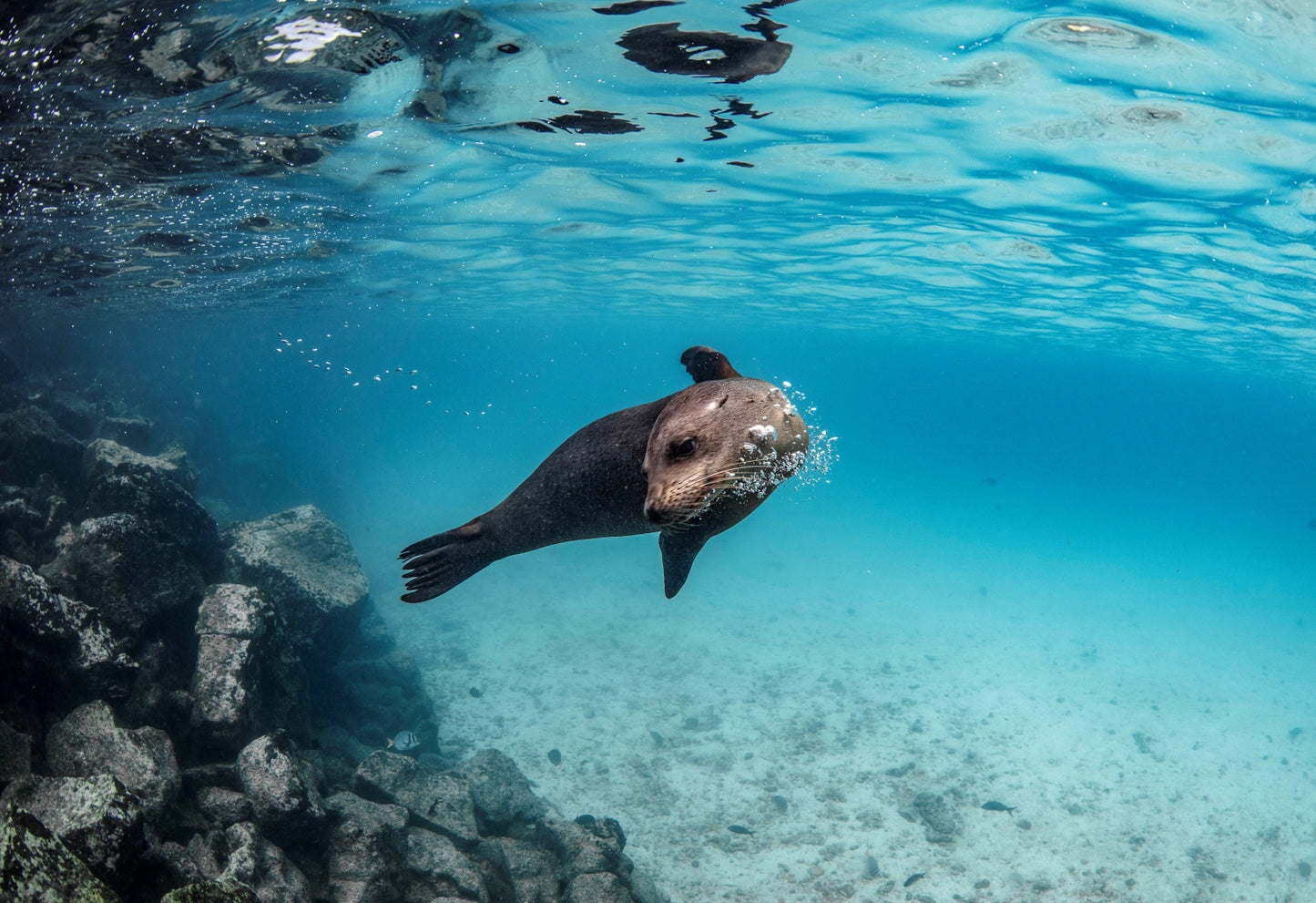 Liveaboard to Darwin & Wolf Dec 23rd