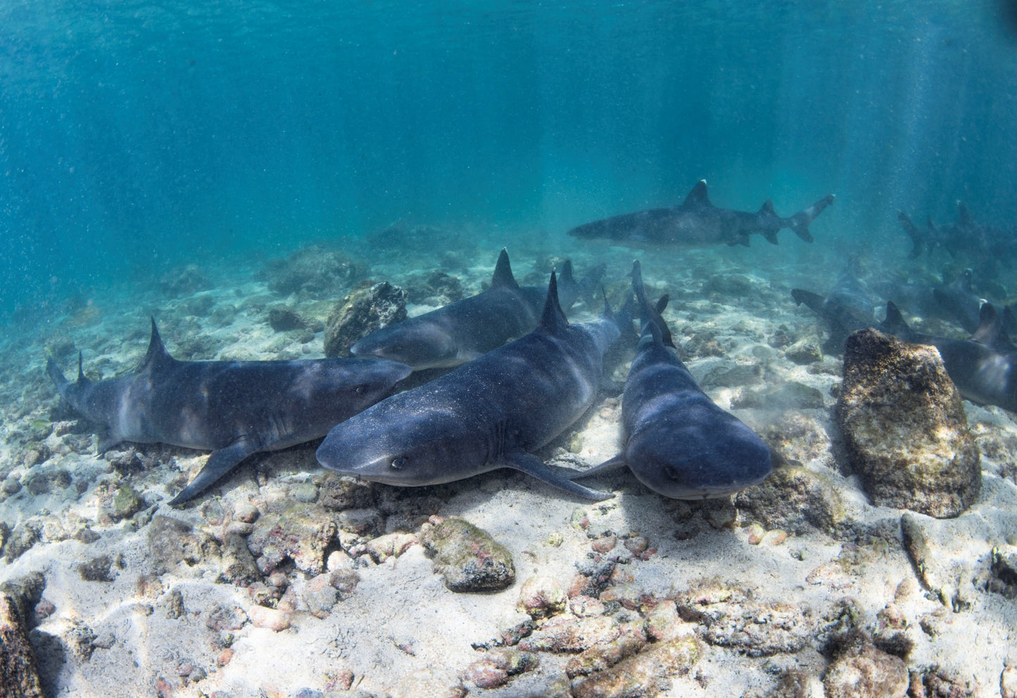 Liveaboard to Darwin & Wolf Dec 23rd