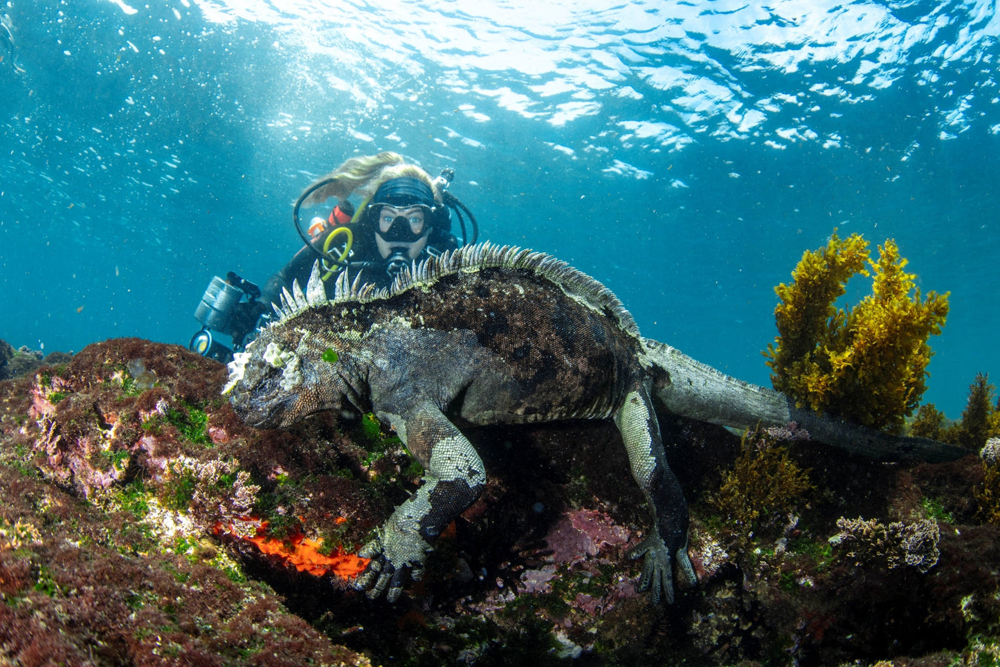 Liveaboard to Darwin & Wolf Dec 23rd
