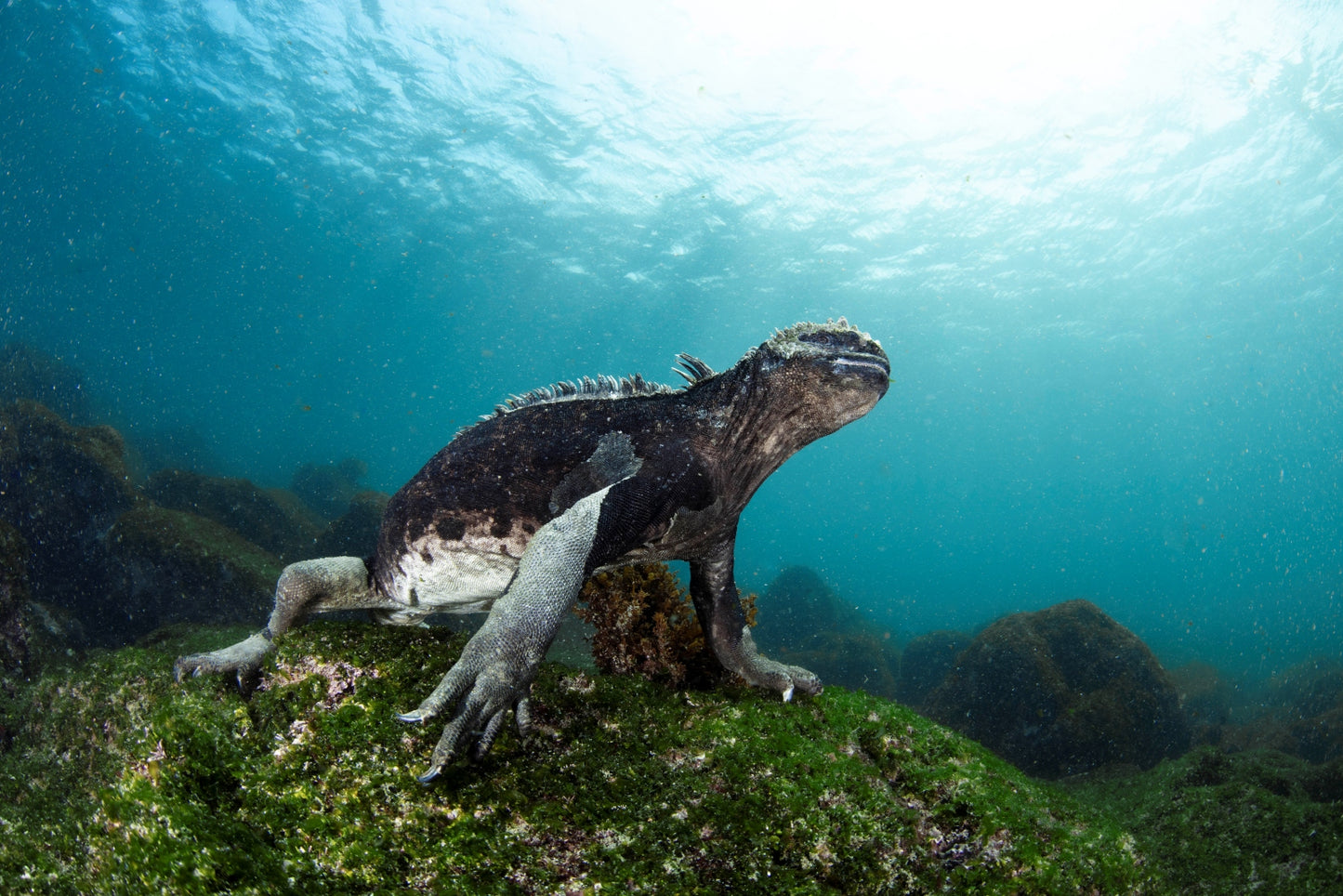 Liveaboard to Darwin & Wolf Dec 23rd