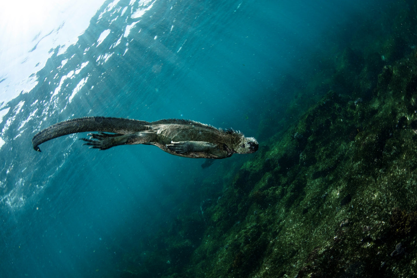 Liveaboard to Darwin & Wolf Dec 23rd