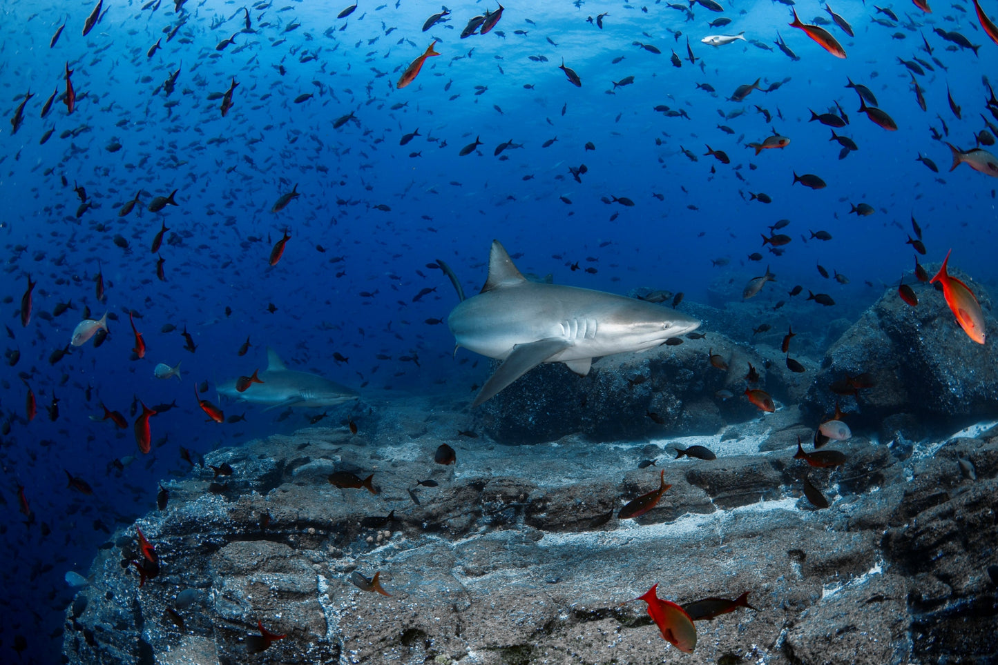 Liveaboard to Darwin & Wolf Dec 23rd