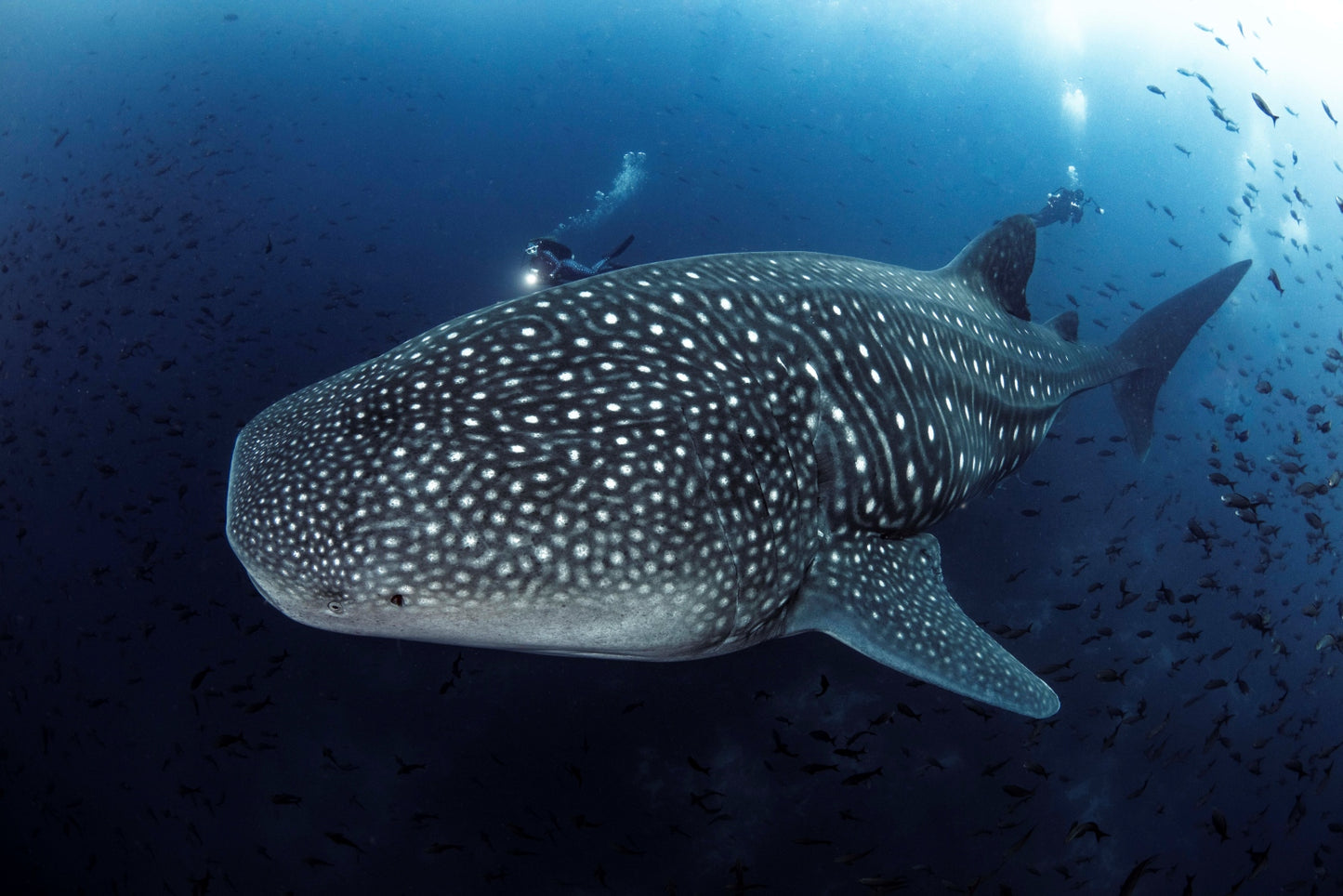 Liveaboard to Darwin & Wolf Dec 23rd