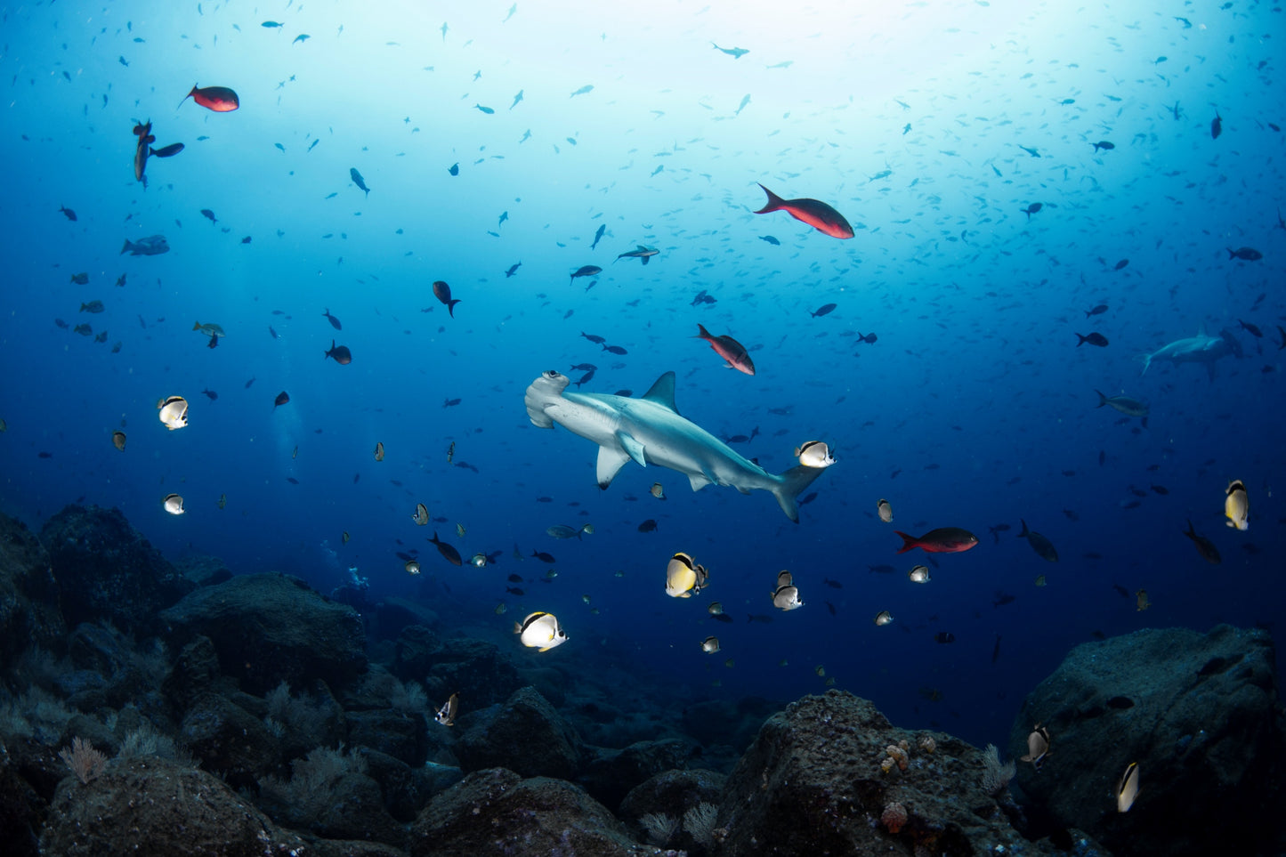 Liveaboard to Darwin & Wolf Dec 23rd